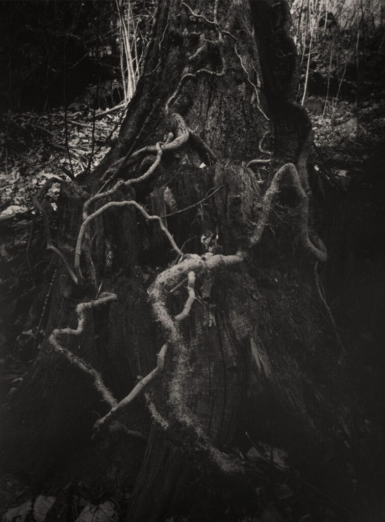 Insana fotografie nel sottobosco