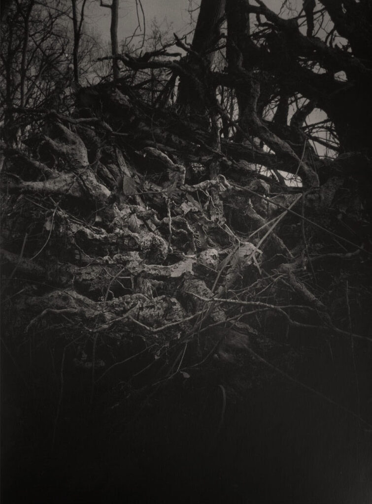 Insana fotografie nel sottobosco